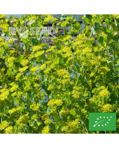 Bupleurum (Buplèvre) Griffithii BIO