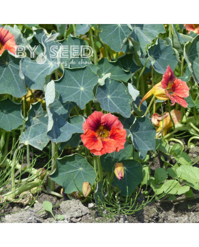 Capucine naine Ladybird Rose