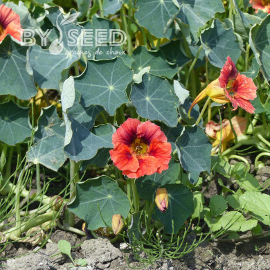 Capucine naine Ladybird Rose