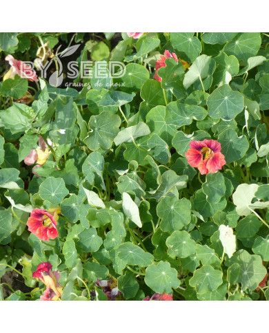 Capucine naine Ladybird Rose