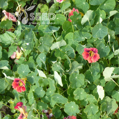 Capucine naine Ladybird Rose