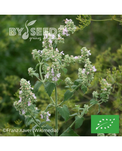 Cataire - Herbe à Chat BIO