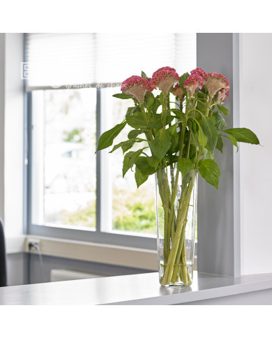 Célosie crête-de-coq Neo Rose (graines enrobées)