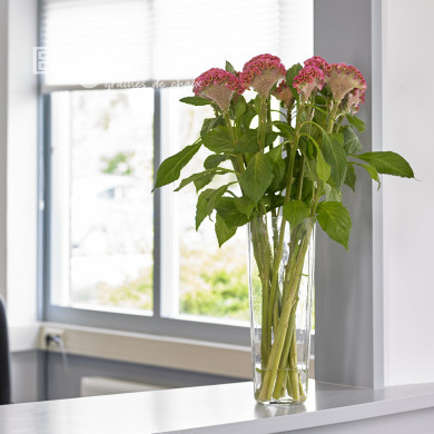 Célosie crête-de-coq Neo Rose (graines enrobées)