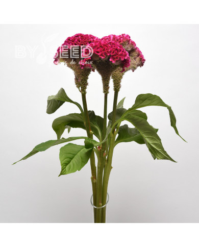 Célosie crête-de-coq Neo Rose (graines enrobées)