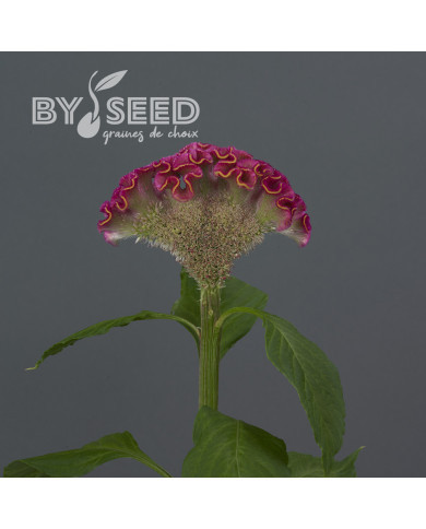 Célosie crête-de-coq Neo Rose (graines enrobées)