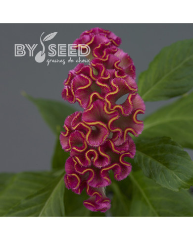 Célosie crête-de-coq Neo Rose (graines enrobées)