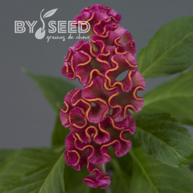 Célosie crête-de-coq Neo Rose (graines enrobées)