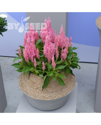 Célosie en épis Flamma Pink