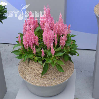 Célosie en épis Flamma Pink