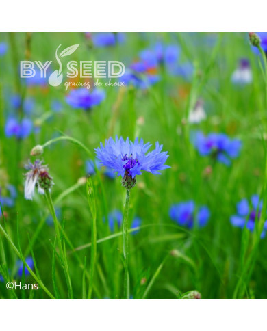 Centaurée barbeau - Bleuet sauvage