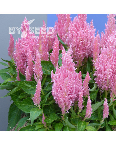 Célosie en épis Flamma Pink