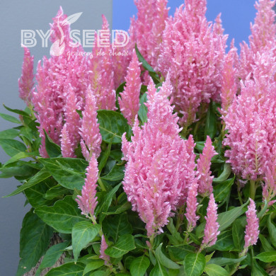 Célosie en épis Flamma Pink