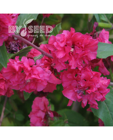 Clarkia Brilliant Rose