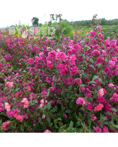 Clarkia Brilliant Rose