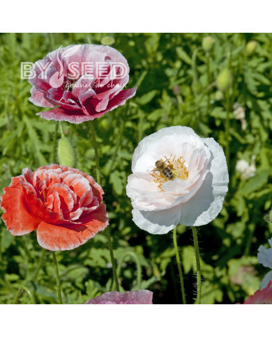 Coquelicot double Dawn Chorus Mix
