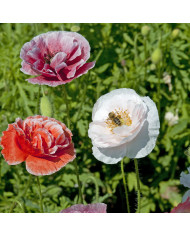 Primevère candélabre Woodside Hybrids