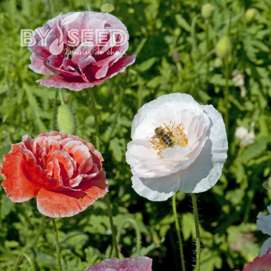 Coquelicot double Dawn Chorus Mix
