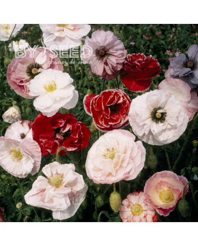 Coquelicot double Dawn Chorus Mix