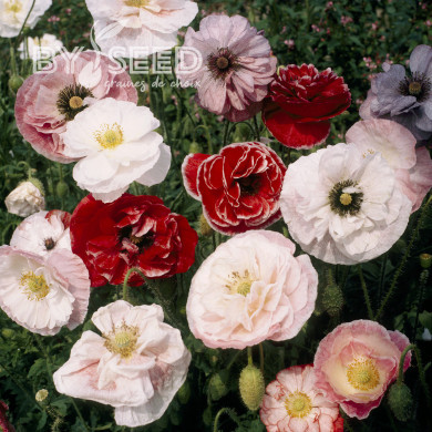 Coquelicot double Dawn Chorus Mix