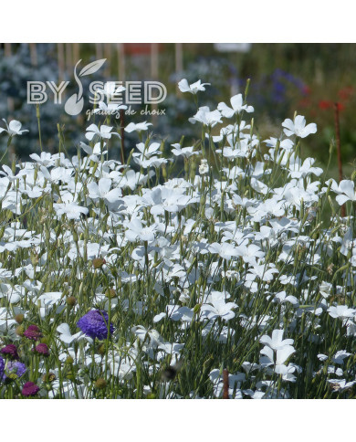 Coquelourde Ocean Pearls