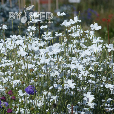 Coquelourde Ocean Pearls