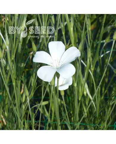 Coquelourde Ocean Pearls