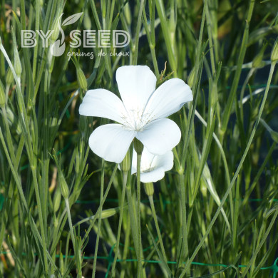 Coquelourde Ocean Pearls