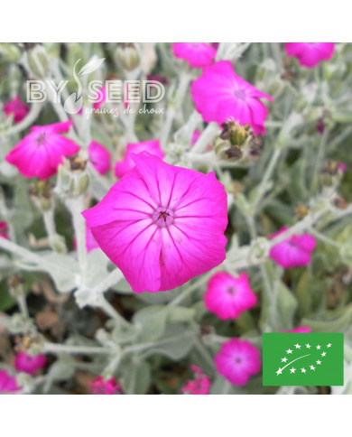 Coquelourde des jardins Atrosanguinea BIO (Lychnis coronaria)