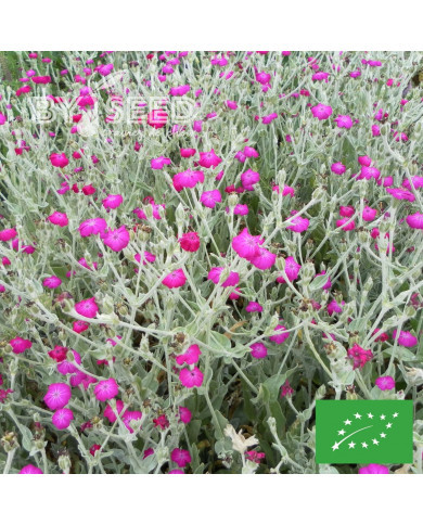 Coquelourde des jardins Atrosanguinea BIO (Lychnis coronaria)