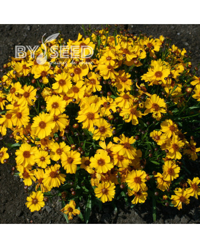 Coréopsis annuel Corusco Gold