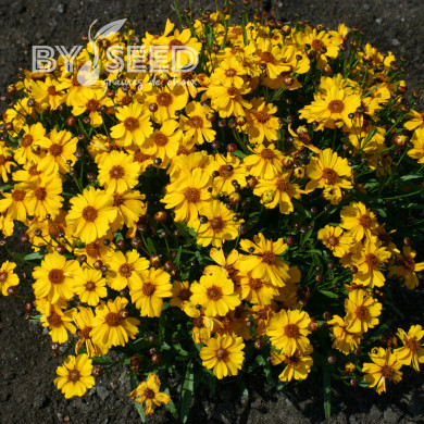 Coréopsis annuel Corusco Gold