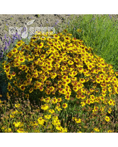 Coréopsis annuel Corusco Gold
