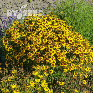 Coréopsis annuel Corusco Gold
