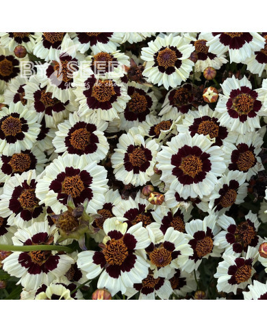 Coréopsis annuel Corusco Cream Red