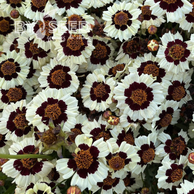 Coréopsis annuel Corusco Cream Red