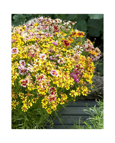 Coréopsis annuel Incredible! Sea Shells Mix