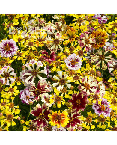 Coréopsis annuel Incredible! Sea Shells Mix