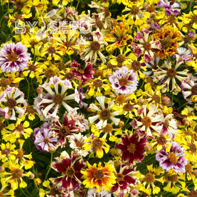 Coréopsis annuel Incredible! Sea Shells Mix