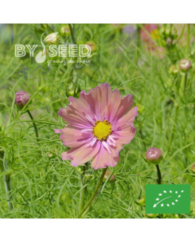 Cosmos Apricotta BIO