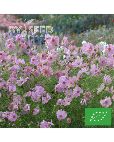 Cosmos Apricotta BIO