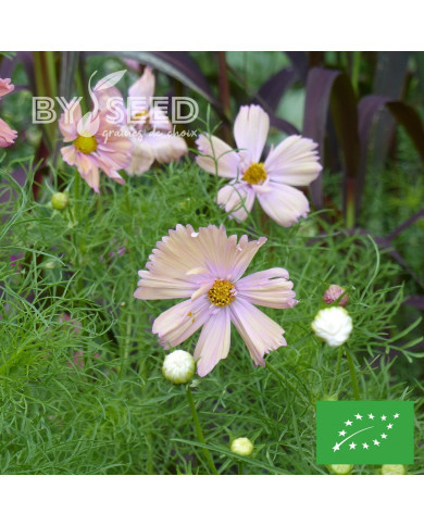 Cosmos Apricotta BIO