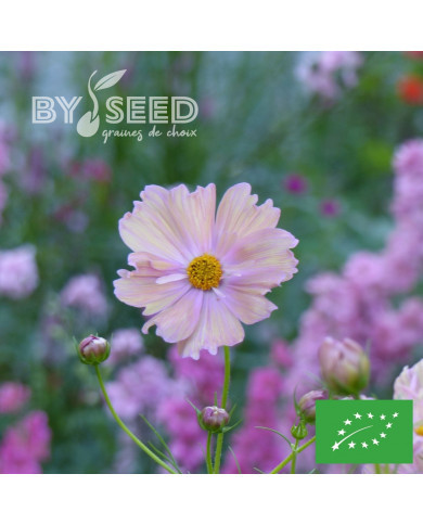 Cosmos Apricotta BIO