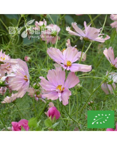 Cosmos Apricotta BIO