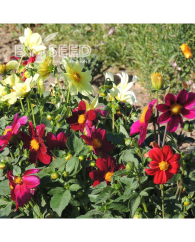 Dahlia simple Piccolo Mix