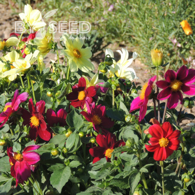 Dahlia simple Piccolo Mix