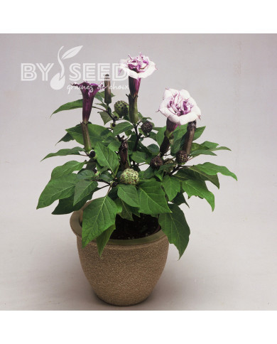 Datura Ballerina Purple