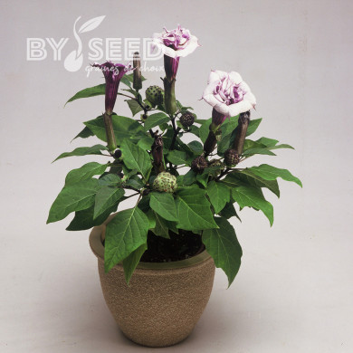 Datura Ballerina Purple