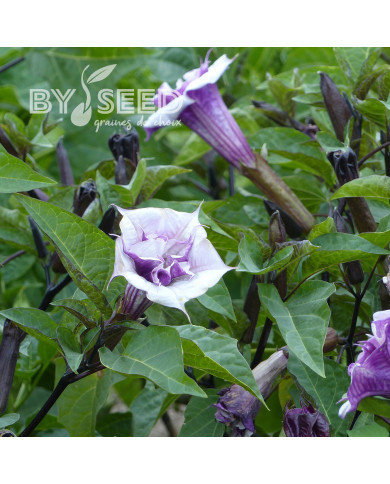 Datura Ballerina Purple