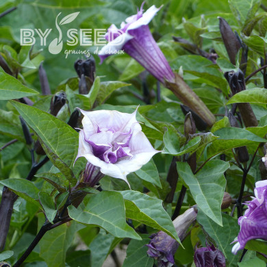 Datura Ballerina Purple